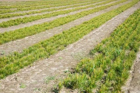 Pine seedlings in a tree nursery in the forest. Growing coniferous trees. Stock Photos