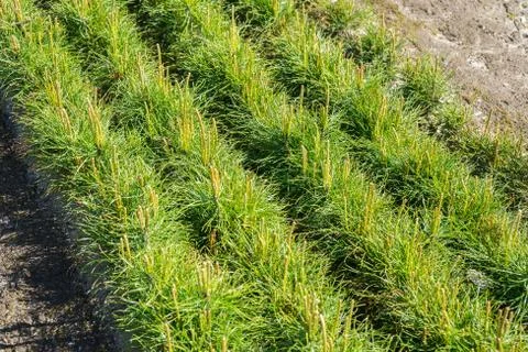 Pine seedlings in a tree nursery in the forest. Growing coniferous trees Foto stock