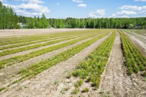 Pine seedlings in a tree nursery in the forest. Growing coniferous trees. Stock Photos
