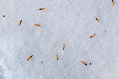 Pine seeds on snow Stock Photos