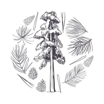 Pine set. Vector  illustration. Stock Illustration