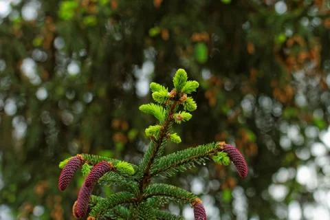 Pine shoots and red pinecones on pine tree Stock Photos