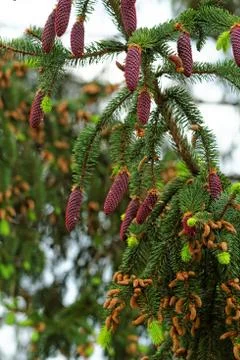 Pine shoots and red pinecones on pine tree Stock Photos