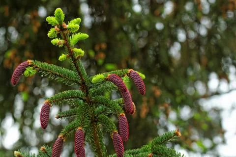 Pine shoots and red pinecones on pine tree Stock Photos