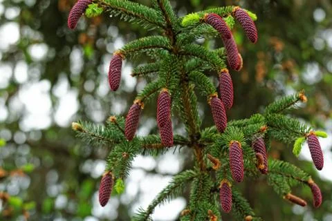 Pine shoots and red pinecones on pine tree Stock Photos