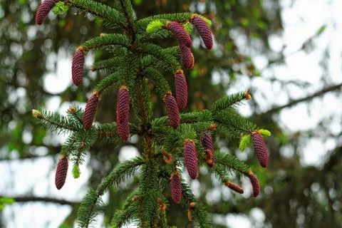 Pine shoots and red pinecones on pine tree Stock Photos