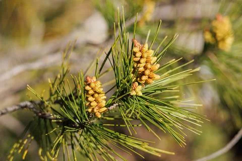 Pine shoots in spring filled with pollen, Alcoy, Spain Photos