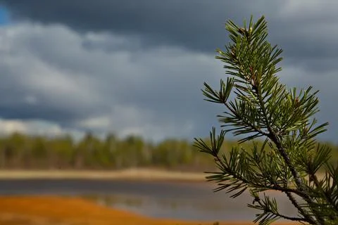 Pine on the shore of a forest lake. Stock Photos