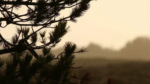Pine silhouette closeup in sunset in front of heathland in romo, denmark Video stock 70902339