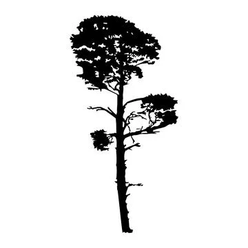 Pine silhouette isolated on white background. Stock Illustration