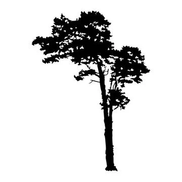 Pine silhouette isolated on white background. Black shape of conifer pine. 스톡 일러스트
