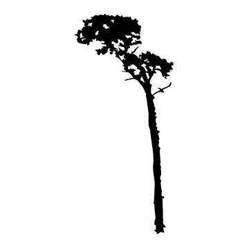 Pine silhouette isolated on white background. Black shape of conifer pine. Stock Illustration