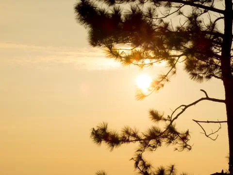 Pine silhouette Stock Photos