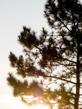 Pine silhouette Stock Photos