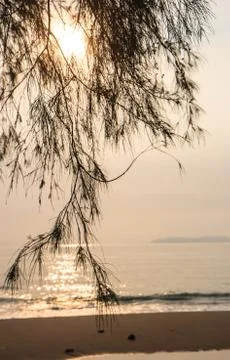 Pine silhouette sunset 库存照片