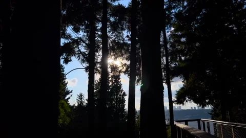 Pine silhouettes with sun lens flare in Istanbul - sliding steadicam movement Stock Footage 346485842
