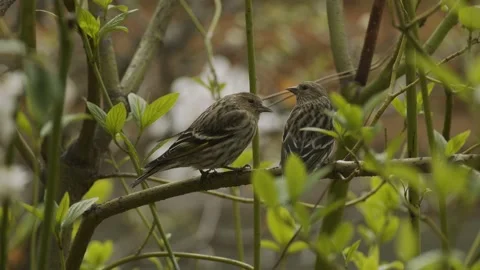 Pine siskens, two, in mating behavior in shrub, 4k Stock Footage 153053152
