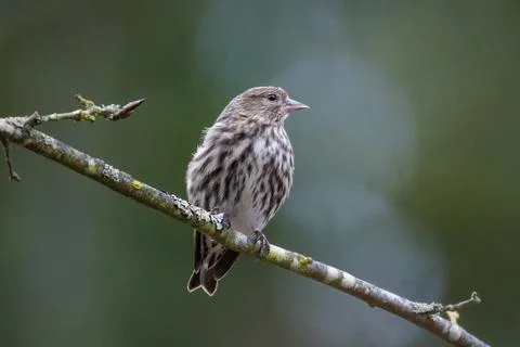 Pine siskin bird Foto stock