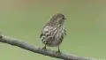 Pine Siskin (Carduelis pinus) - Male 1 HD Footage