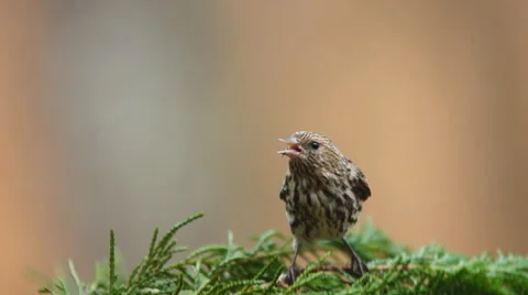 Pine Siskin Stock Footage 46985187