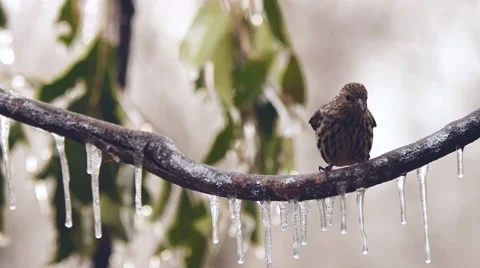 Pine Siskin Stock Footage 47060167