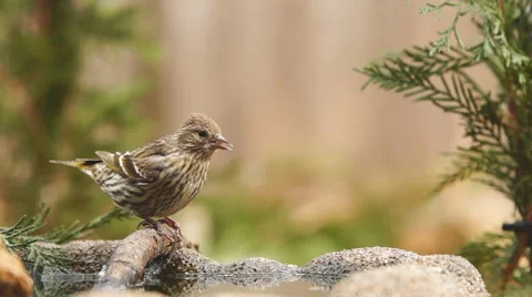 Pine Siskin Vídeos de archivo 47126241