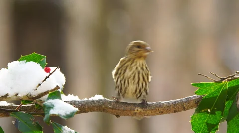 Pine Siskin Vídeos de archivo 59535952