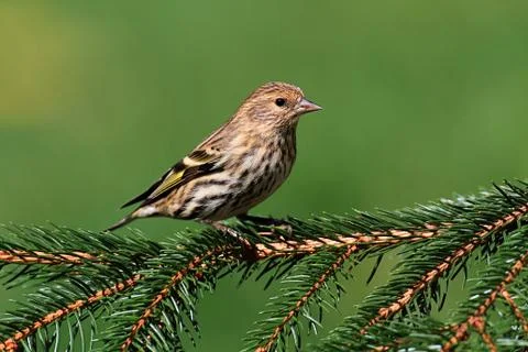 Pine siskin perched Stock Photos