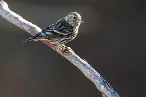 Pine Siskin perched Stock Photos