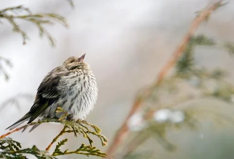 Pine Siskin. Stock Photos
