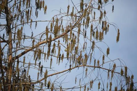 Pine Siskins at a Foraging Tree Stock Photos