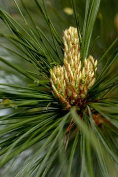 Pine small young yellow growing cones with long pine needles and raindrops. P Stock Photos