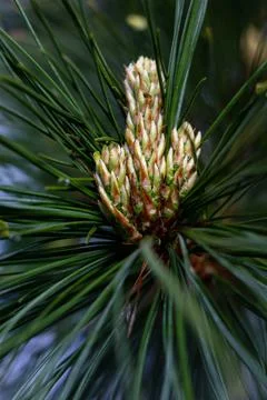 Pine small young yellow growing cones with long pine needles and raindrops. P Stock Photos