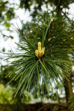 Pine small young yellow growing cones with long pine needles and raindrops. P Stock Photos
