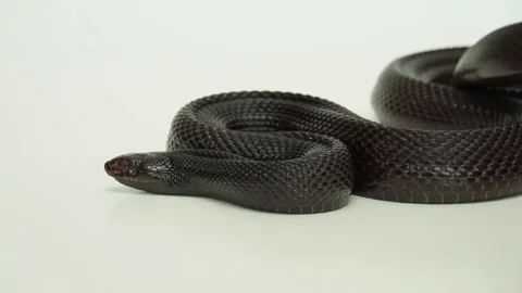 Pine snake slithering Stock Footage 82020342