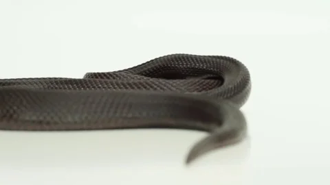 Pine Snake slithering Stock Footage 82020434