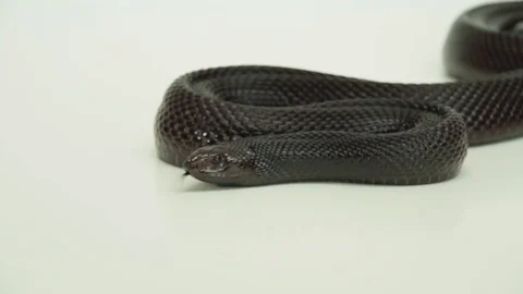 Pine snake slithering forward Stock Footage 82020480