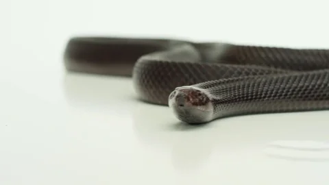 Pine snake slithering out of frame Stock Footage 82020226