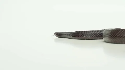 Pine snake in a white box Stock Footage 81214332