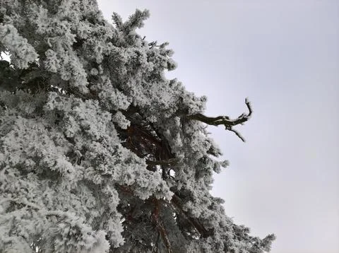 Pine in Snow and Sky Stock Photos