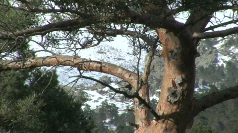 Pine on snow bacground 库存影片 500849