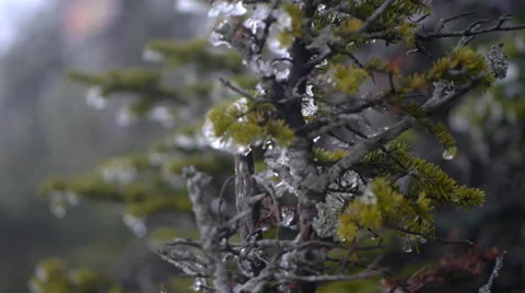 Pine Snow Closeup 動画素材 37112786