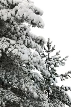 Pine in a snow 스톡 사진