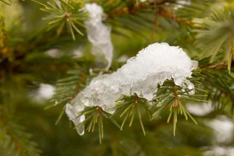 Pine with snow Stock Photos