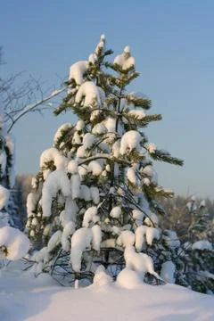 Pine on snow Stock Photos