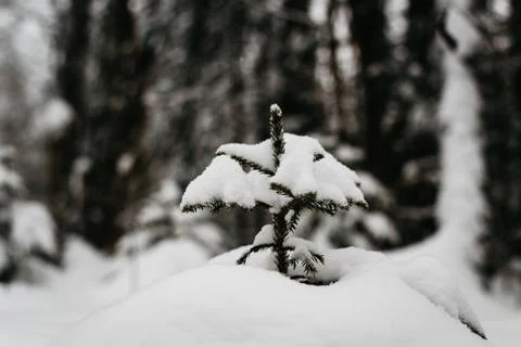 Pine in snow 스톡 사진