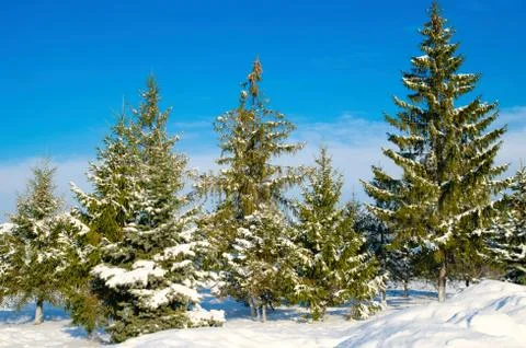 Pine with snow Stock Photos