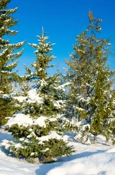 Pine with snow Stock Photos