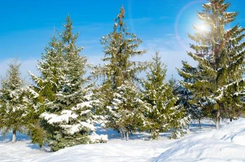 Pine with snow Stock Photos