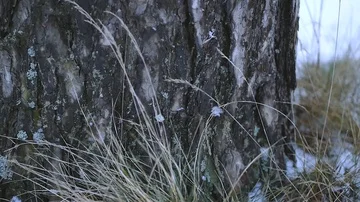 Pine in snow, winter, winter forest, snow-covered grass Stockbeeldmateriaal 85611003